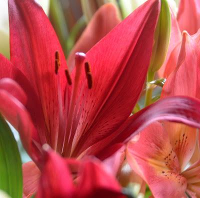 Lilies Inside...Hellebores Outside