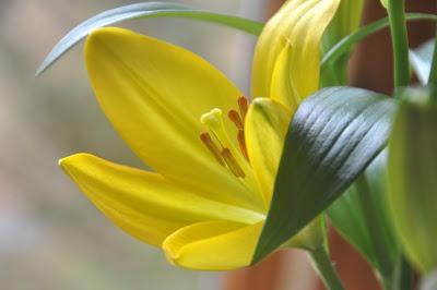 Lilies Inside...Hellebores Outside