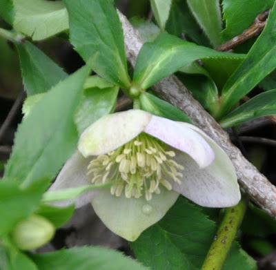 Lilies Inside...Hellebores Outside