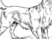 FREEBIE: Breed Colouring Pages (ALL)