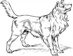 Image: Free Dog Breed Colouring Pages