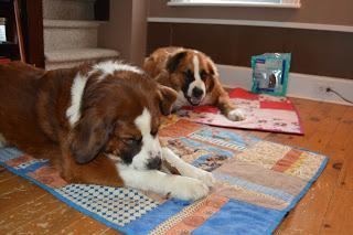 Fight bad breath: Tips and tricks to combat pet #dental disease