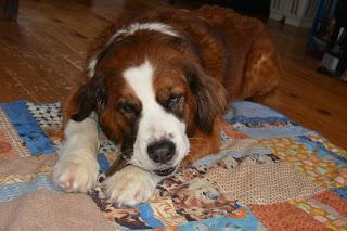 Fight bad breath: Tips and tricks to combat pet #dental disease