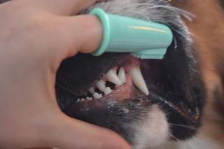 Fight bad breath: Tips and tricks to combat pet #dental disease
