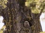 Massacre 2016: Proposed Timber Sale Take Over Northern Spotted Owls