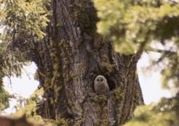 The Owl Massacre of 2016: Proposed Timber Sale to Take Over 100 Northern Spotted Owls