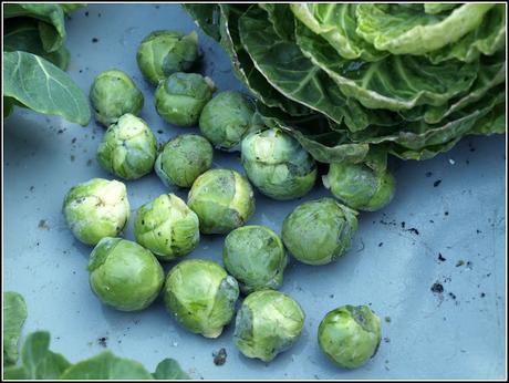 The end of the Brussels Sprouts