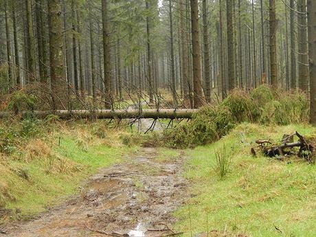 Wentwood Forest Walk