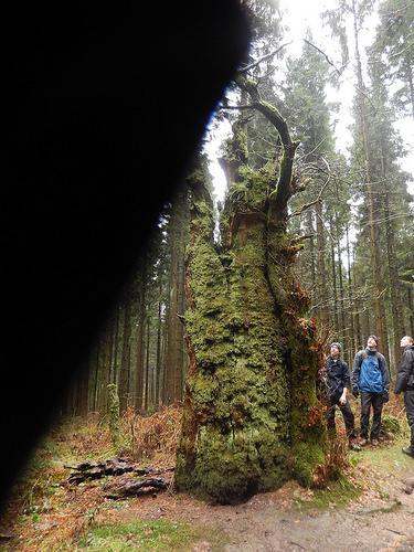 Wentwood Forest Walk