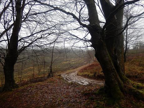 Wentwood Forest Walk