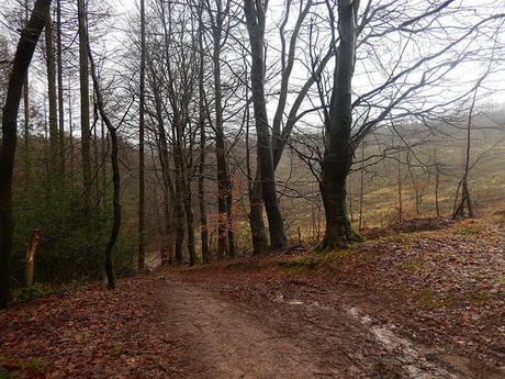 Wentwood Forest Walk