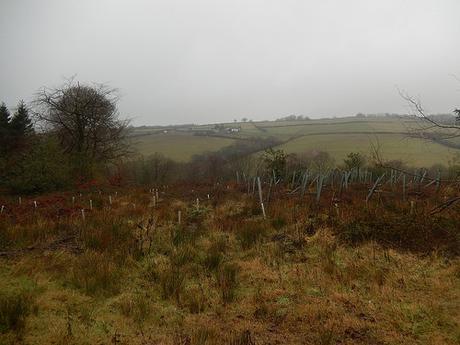 Wentwood Forest Walk