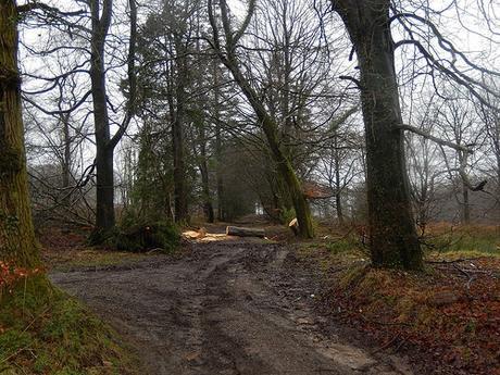 Wentwood Forest Walk