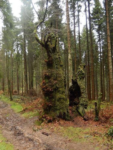 Wentwood Forest Walk