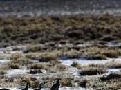 Environmentalists More Rules Protect Sage Grouse