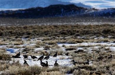 Environmentalists sue for more rules to protect sage grouse