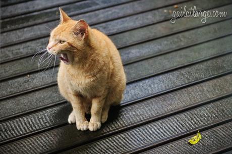 resident tabby cat @ Quintal Bioshop, Porto