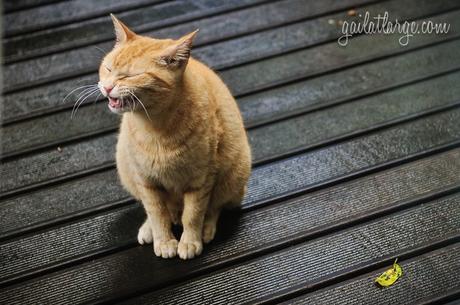 resident tabby cat @ Quintal Bioshop, Porto