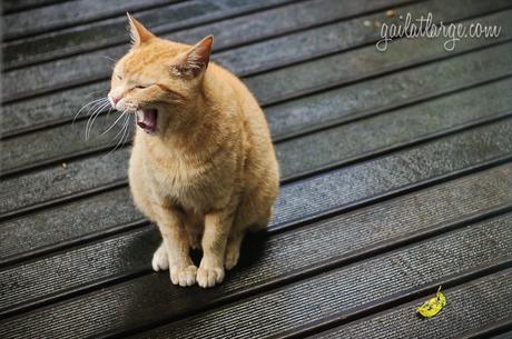 resident tabby cat @ Quintal Bioshop, Porto