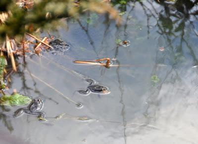 A Welcome Sight and Sound