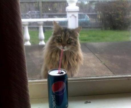 Top 10 Perfectly Timed Shots Of Cats