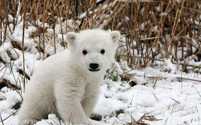 Happy International Polar Bear Day! Take the #ThermostatChallenge