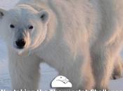 Happy International Polar Bear Day! Take #ThermostatChallenge