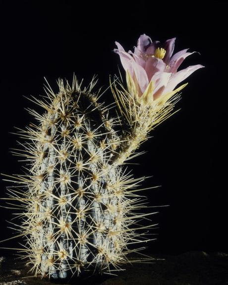 Cactus In The Glass Flowers Exhibit At The Harvard Museum Of Natural History