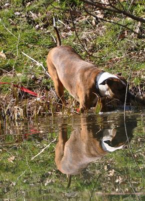 Dog + Water = Joy