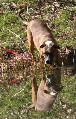 Dog + Water = Joy