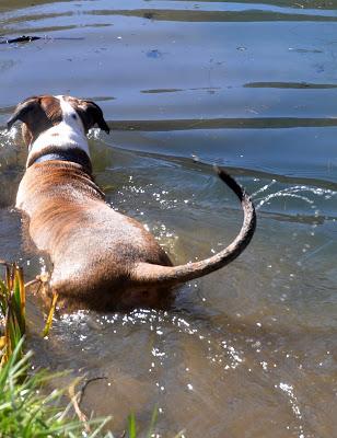 Dog + Water = Joy