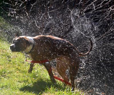 Dog + Water = Joy