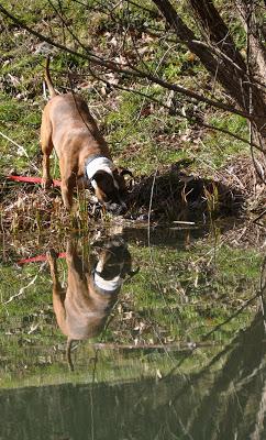 Dog + Water = Joy