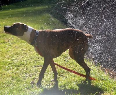 Dog + Water = Joy