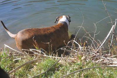 Dog + Water = Joy