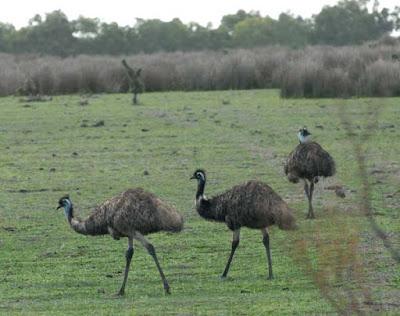 Western Australia, Part 1: Augusta, Yanchep National Park, the Pinnacles, Murchison River Gorge