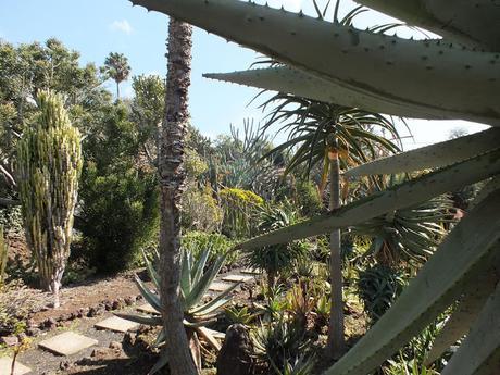 Xerophytes at Madeira Botanical Garden