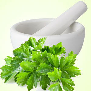 Cool Cilantro Fragrance Oil