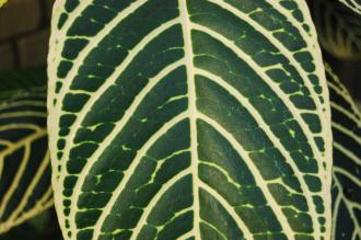 Sanchezia nobilis Leaf (16/01/2016, Kew Gardens, London)