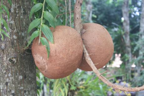 Taken in December of 2015 at Thiên Mụ in Huế