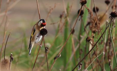 Goldfinch on Rudbeckia seed head