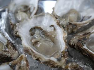 Why are Tons of Oyster Shells Being Dumped Onto Louisiana’s Coast?