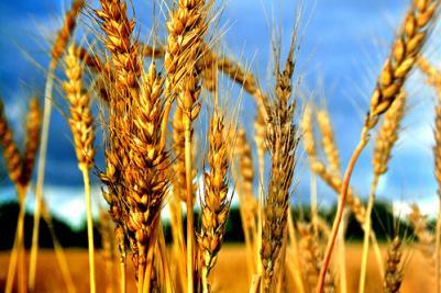 wheat-1