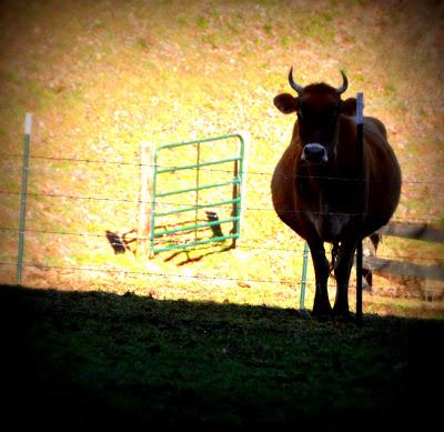 How Now, Polychrome Cow?