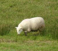 Clever, Happy Sheep