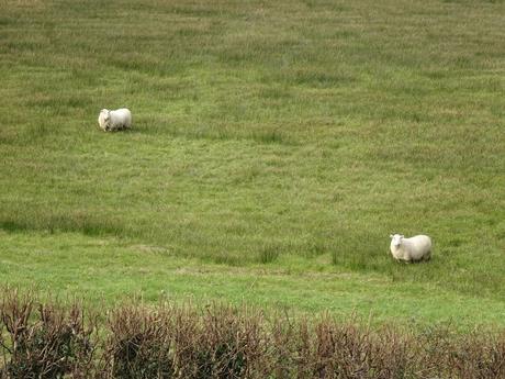 Clever, Happy Sheep