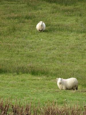 Clever, Happy Sheep