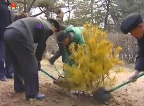 DPRK Premier Pak Pong Ju (a) shovels dirt over a tree planting at Moran Hill in Pyongyang on March 2, 2016 (Photo: KCTV screen grab).