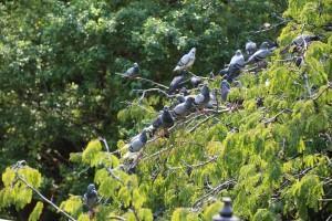 You will see plenty of pigeons at the M.R. Kukrit House