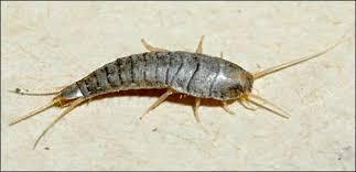 How To Prevent & Control Silverfish?